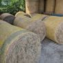 Organic Hay Image 2