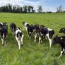 Reared Calves Image 5