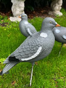 decoys