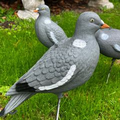 decoys