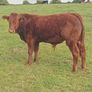 Organic weanlings Image 3