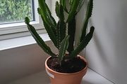 Euphorbia Trigona