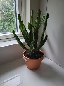 Euphorbia Trigona