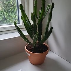 Euphorbia Trigona