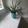 Aloe Vera planters Image 4