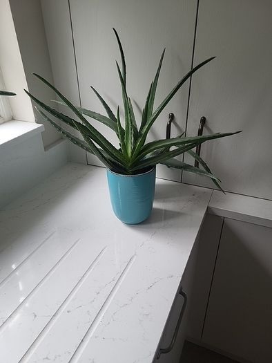 Aloe Vera planters