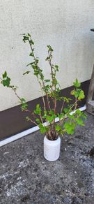 Blackcurrant cuttings