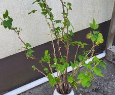 Blackcurrant cuttings