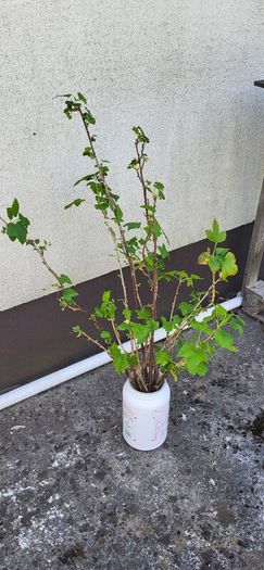 Blackcurrant cuttings