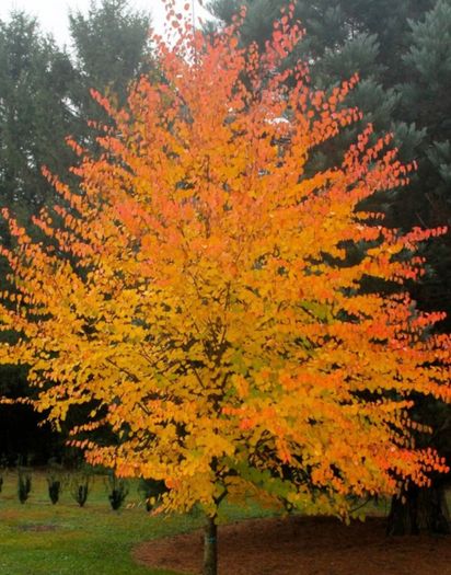 Katsura Tree / Japanese Katsura - Cercidiphyllum japonicum