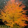 Katsura Tree / Japanese Katsura - Cercidiphyllum japonicum Image 4