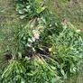 Flowers perennial daisies Image 3