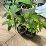 garden plants Image 2