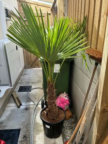 trachycarpus fortunei - Palm Tree