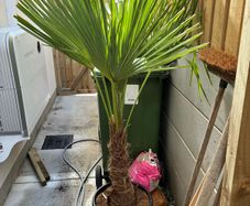 trachycarpus fortunei - Palm Tree