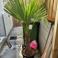trachycarpus fortunei - Palm Tree