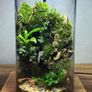 Terrarium Image 2