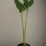 plants Image 4