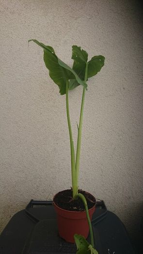 plants