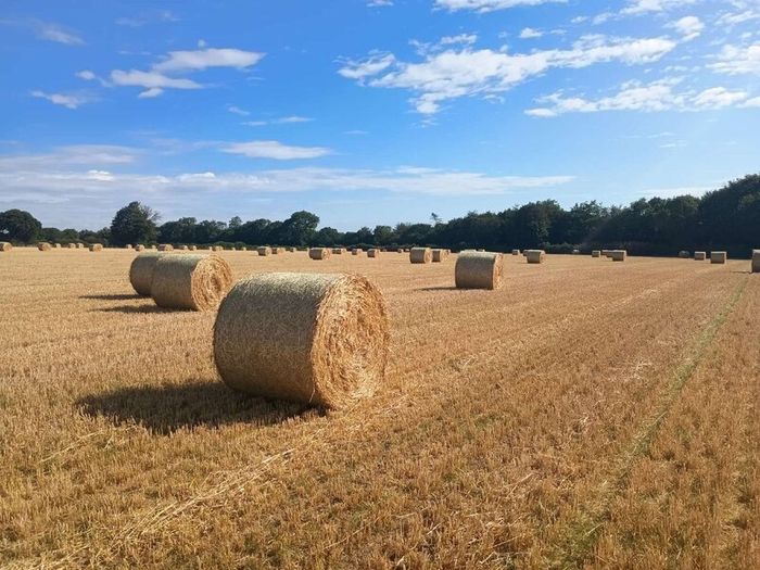 Barley Straw