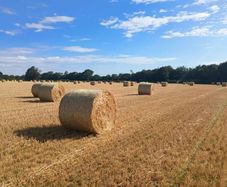 Barley Straw