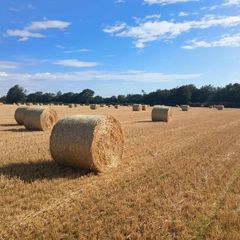 Barley Straw