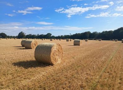 Barley Straw