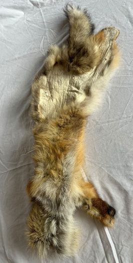 Vintage Red Fox Pelt Full Fur - 100cm - Taxidermy Throw - Excellent Condition