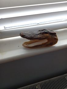 Alligator Head