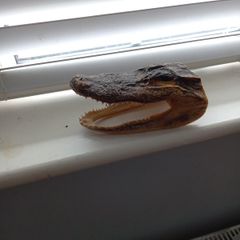 Alligator Head