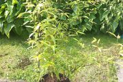 bamboo