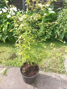 bamboo