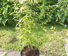bamboo