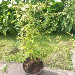 bamboo