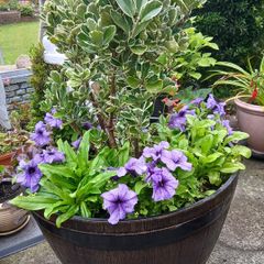 large Pot with plants 20 euro please have a look at more plants on my site