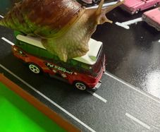 Giant Land African Snails
