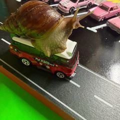 Giant Land African Snails