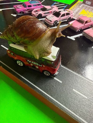 Giant Land African Snails