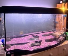 Tank Juwel 260l
