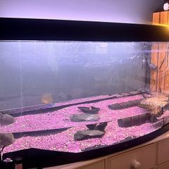 Tank Juwel 260l
