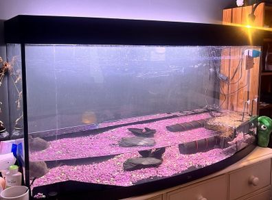 Tank Juwel 260l