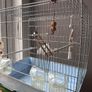 Bird Cage Image 3
