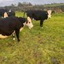 20 White head heifers Image 7