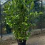 Mature laurel Hedging