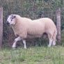 Brockie rams Image 2