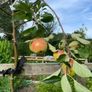 Apple tree Image 4