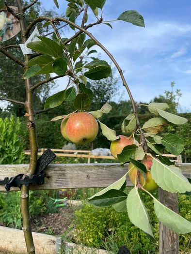 Apple tree
