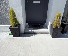 Buddha  Plant Pots x 2 with plants
