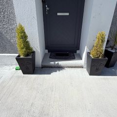 Buddha  Plant Pots x 2 with plants