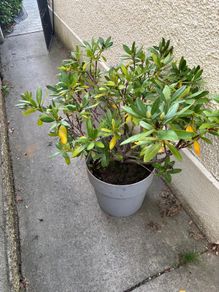Rhododendron and pot